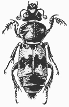 Carion beetle