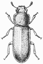 Flour beetle