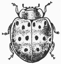 Mexican bean beetle
