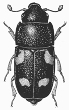 Sap beetle
