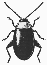 Spinach flea beetle