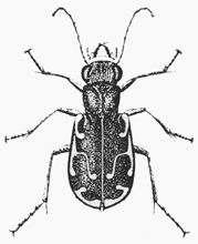 Tiger beetle