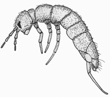 Springtail