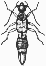 Earwig