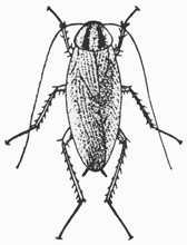 cockroach dictyoptera german purdue insect entomology entm extension edu