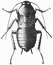 Oriental cockroach (female)