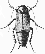 Oriental cockroach (male)