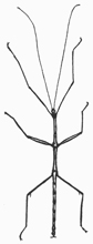 Walkingstick