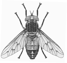 Horse fly