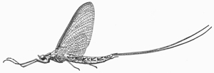 Mayfly