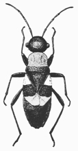 Largid bug