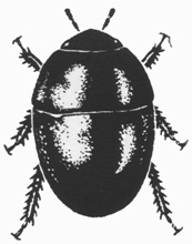 Negro bug
