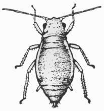 Aphid