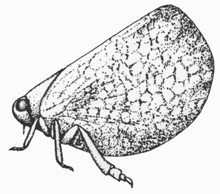 Planthopper