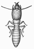 Termite (Soldier)