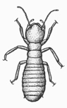 Termite (Worker)