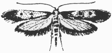 Angoumois grain moth
