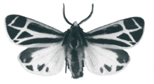 Banded tiger moth
