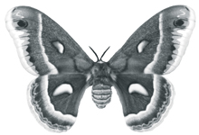 Cercopia moth