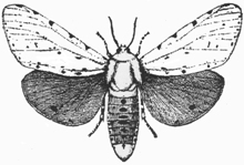 Salt-marsh moth