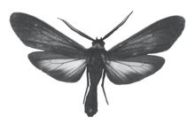Yellow-collar scape moth