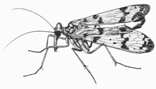 Scorpionfly