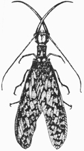 Dobsonfly