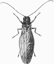 Alderfly