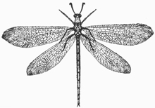 Antlion