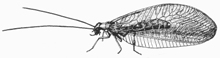 Lacewing