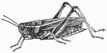 Grasshopper