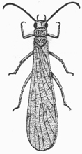 Stonefly