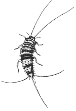 Bristletail