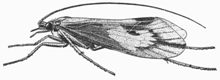 Caddisfly