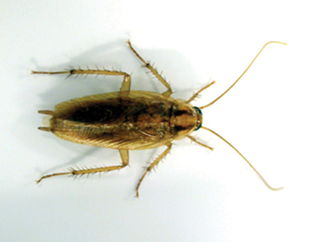 insect image