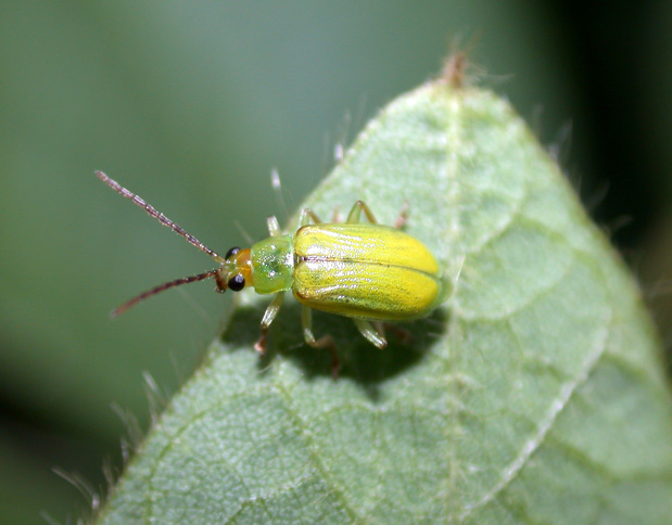 insect image