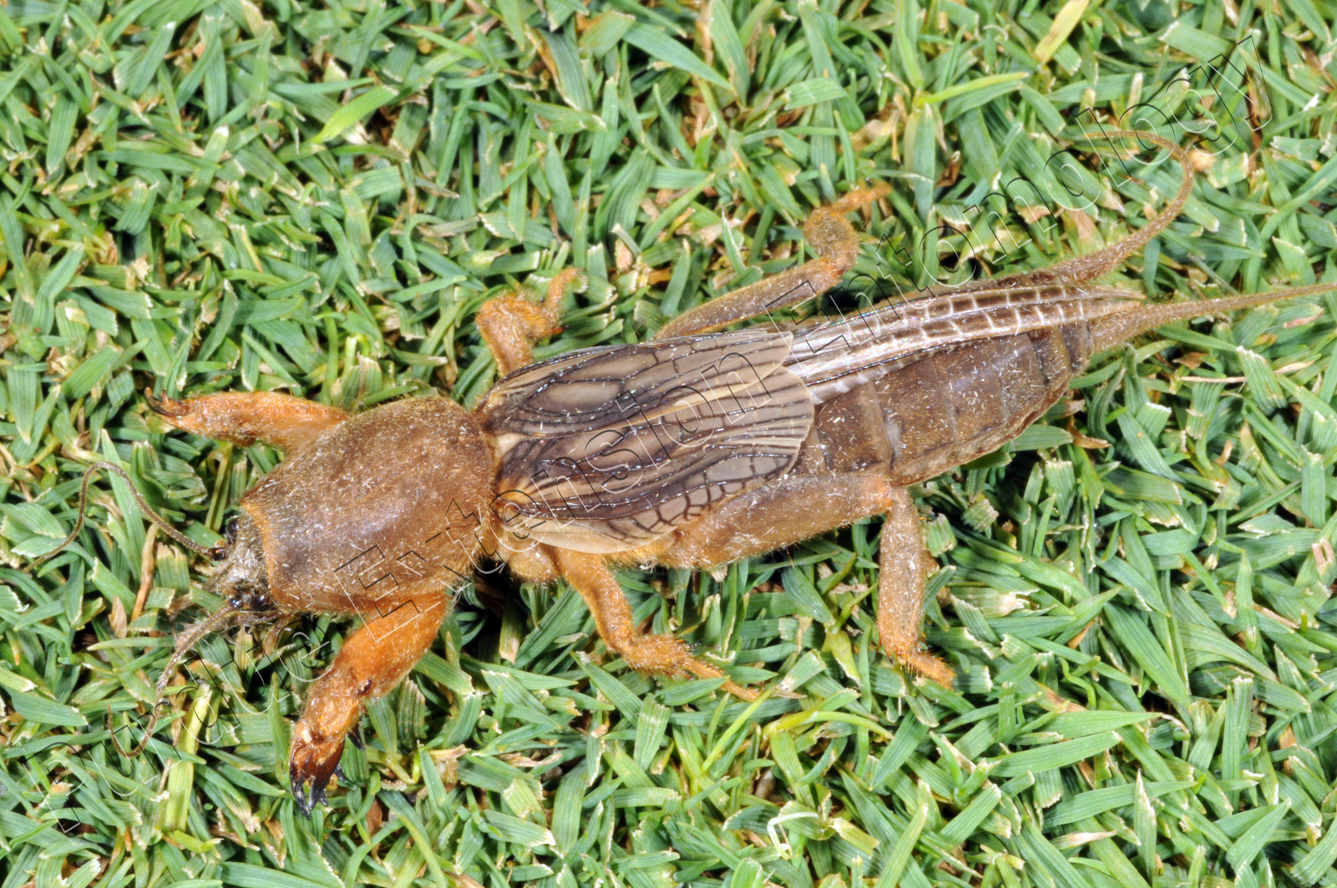 mole cricket life cycle
