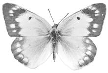 Alfalfa butterfly