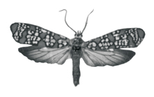 Ermine moth