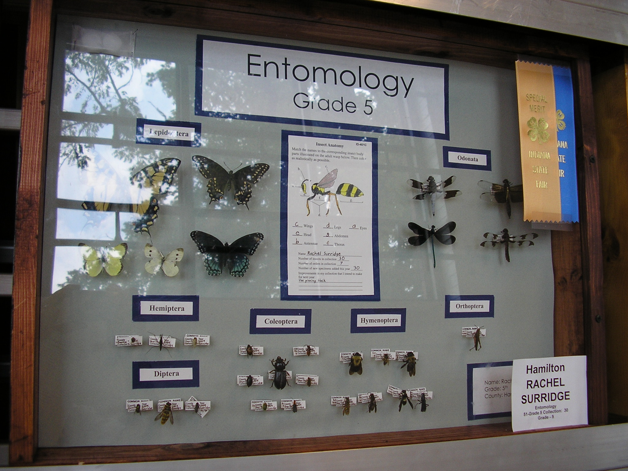 4H Insect Collection Image