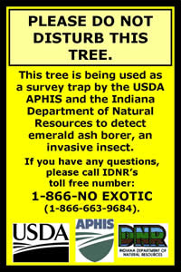 adult emerald ash borers