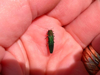 First EAB found in Indiana