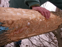 S-shaped channels