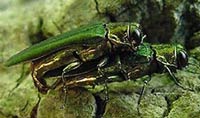 Mating adult emerald ash borers