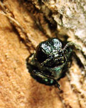 Adult EAB emerges