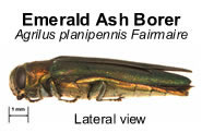 emerald ash borer