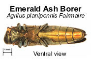 emerald ash borer