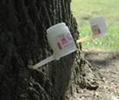 mauget capsules