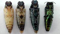Emerald ash borer pupae