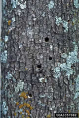 redheaded ash borer holes